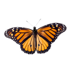 Fototapeta premium Monarch butterfly isolated on transparent background, beautiful butterfly flying over white background, top view, flat lay, view from above. generative ai