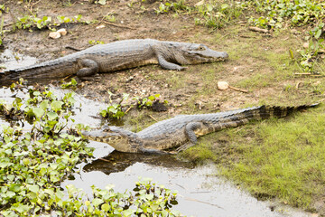 Gators in the wild of the wetlands or swampland’s known as the Pantanal in Mato Grosso, Brazil