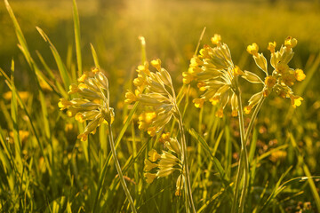 Blurred warm picture with beautiful yellow spring primroses in the rays of the golden setting sun