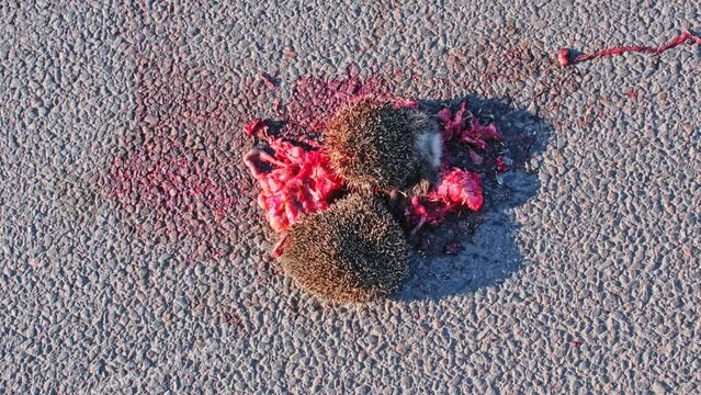 Dead Hedgehog Body Corpse on Asphalt Road Highway Killed by Car