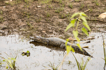 Gators in the wild of the wetlands or swampland’s known as the Pantanal in Mato Grosso, Brazil