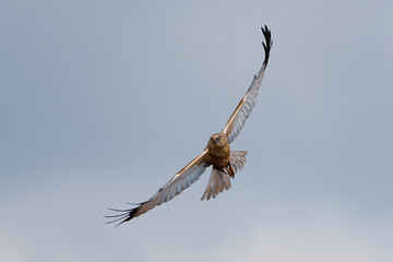 Western marsh harrier searching for a prey in the sky