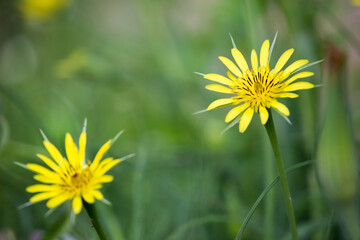 Yellow salsify - Tragopogon dubius