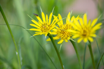 Yellow salsify - Tragopogon dubius - 610123749
