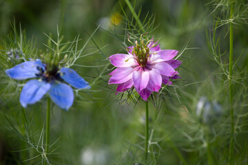 Love-in-a-mist - Nigella damascena flower - 610123788