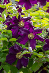 Italian leather flower - Clematis viticella - beautiful flowers and buds - 610123905