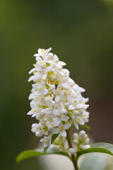 Wild privet - Ligustrum vulgare - beautiful plant in bloom - 610123919