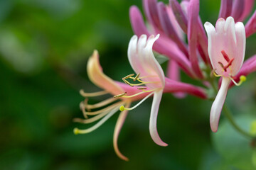 Etruscan honeysuckle - Lonicera etrusca - beautiful flowers and details - 610123930