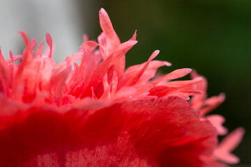 Opium poppy - Papaver somniferum - beautiful flower and details - 610123937