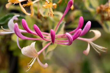 Etruscan honeysuckle - Lonicera etrusca - beautiful flowers and details - 610123941