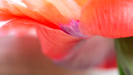 Fototapeta na wymiar Opium poppy - Papaver somniferum - beautiful flower and details