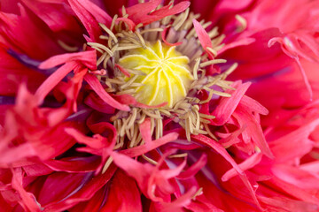 Opium poppy - Papaver somniferum - beautiful flower and details