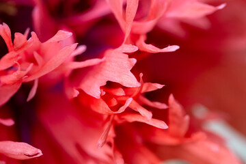 Opium poppy - Papaver somniferum - beautiful flower and details