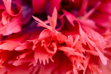 Opium poppy - Papaver somniferum - beautiful flower and details - 610123959