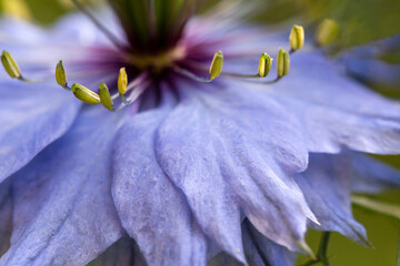 Love-in-a-mist - Nigella damascena flower - 610123993