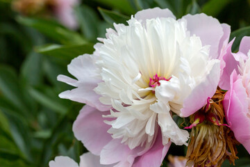 Common peony - Peonia officinalis - beautiful flower and details