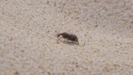 Pissodes Pini Weevil Beetle Bug Laboriously Slowly Climbing Up Beach Sand Dune