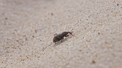 Pissodes Pini Weevil Beetle Bug Laboriously Slowly Climbing Up Beach Sand Dune