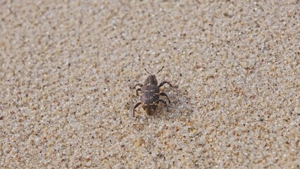 Pissodes Pini Weevil Beetle Bug Laboriously Slowly Climbing Up Beach Sand Dune