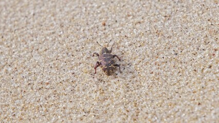 Pissodes Pini Weevil Beetle Bug Laboriously Slowly Climbing Up Beach Sand Dune