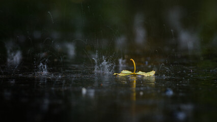 Fallen leaf on wet pavement in rainstorm