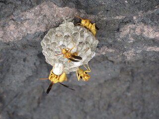 Beautiful Paper Wasp Nest on Rock Outcrop in Arizona