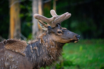 Elk portrait in forest with velvet antlers