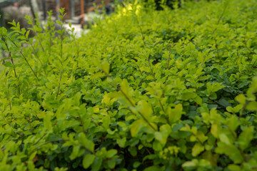 Lot of green leaf on the tropical forest and decorative plant. Photo is suitable to use for nature background, botanical poster and nature content media.