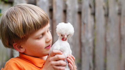 Portrait of cute white chicken outdoor. Happy child holding fluffy young Dutch Hooded Chick in hands. Poultry farm. Pedigree chickens. Communication of child with animals. Close up