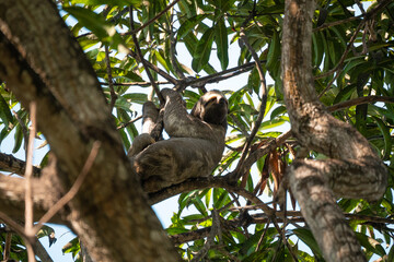 A Sloth is Hanging from the Tree