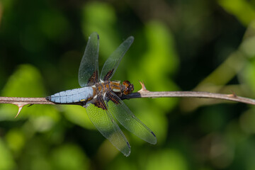 Libellula depressa - the flat-bellied dragonfly is a species of anisopteran odonate in the family libellulidae. blue bug.
