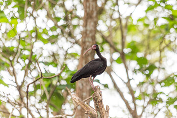 Black ibis