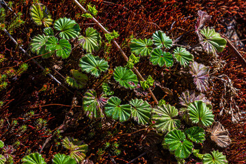 Paisaje rural de naturaleza
