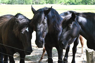 Three Black Horses