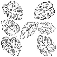 Vector hand drawn tropical plants. Tropical  leaf monstera collection. Botanical hand drawn illustration in sketch style. Collection for summer botanical illustrations, print, banner, wedding.