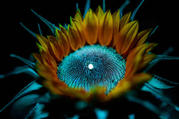 UVIVF Sunflower fluorescing under  UV 365nm blacklight with its red center and glowing blue nectar...