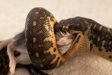 Juvenile Diamond Python feeding on rodent