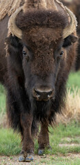 american bison