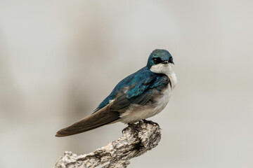 Obraz premium Barn swallow on branch
