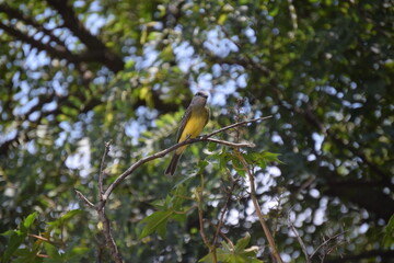 aves