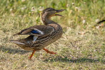 Female Mallard afraid running away