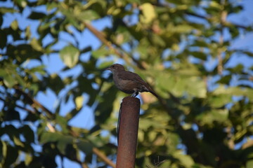 aves