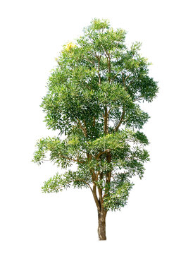  Cerbera odollam Gaertn on  transparent png