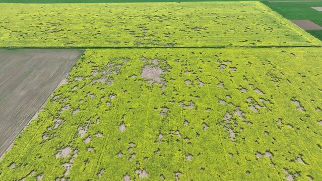 Field vole common Microtus arvalis oilseed disaster extremely attacked rape Brassica napus drone aerial plant infested short-tailed pest rodent grey-brown overpopulation yield damage Europe