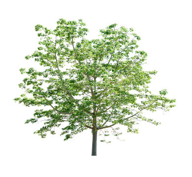  Bombax ceiba L. on transparent png