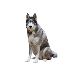 Portrait of Husky dog with blue eyes looking at camera isolated cutout on transparent