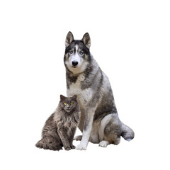 Portrait of husky dog and grey cat sitting together isolated cutout on transparent