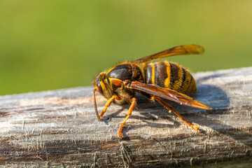 macro of a wasp