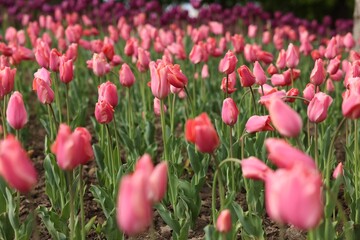 Beautiful colorful tulips growing in flower bed, selective focus