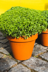 fresh basil in a vase (portuguese manjerico)